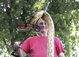 How To Safely Handle Snakes with a Snake Hook？